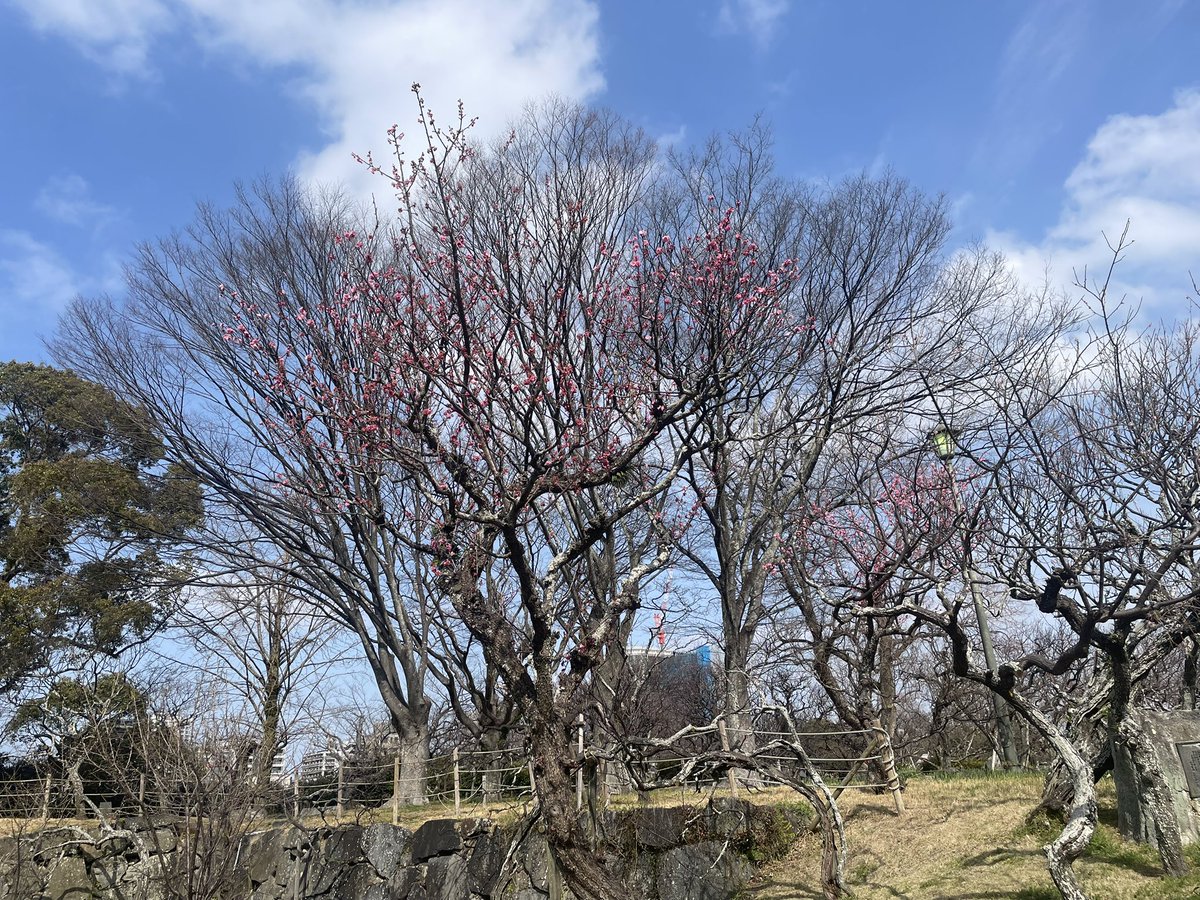sakenari2's tweet photo. 少し早かったんけど、今年は約束の場所に行きました。

ありがとう、また会いたかった。
また来るけん元気でね！ https://t.co/qbTPVlYeuA
