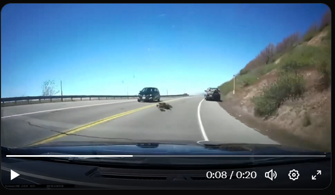 GawlBike's tweet photo. @JerryCa68420844 @SnuggleBun8 @a19hv @InsaneReality Puedes ver un coche parado, para cuando ves que empieza a girar, es el segundo 8, el choque en el 9.
Tiene un segundo para reaccionar y maniobrar. https://t.co/8nbLRyoHTx