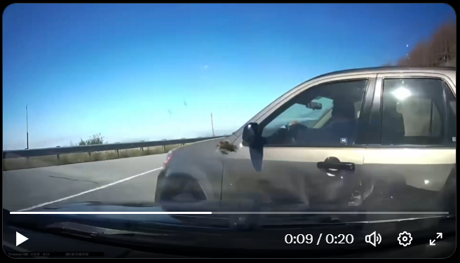 GawlBike's tweet photo. @JerryCa68420844 @SnuggleBun8 @a19hv @InsaneReality Puedes ver un coche parado, para cuando ves que empieza a girar, es el segundo 8, el choque en el 9.
Tiene un segundo para reaccionar y maniobrar. https://t.co/8nbLRyoHTx