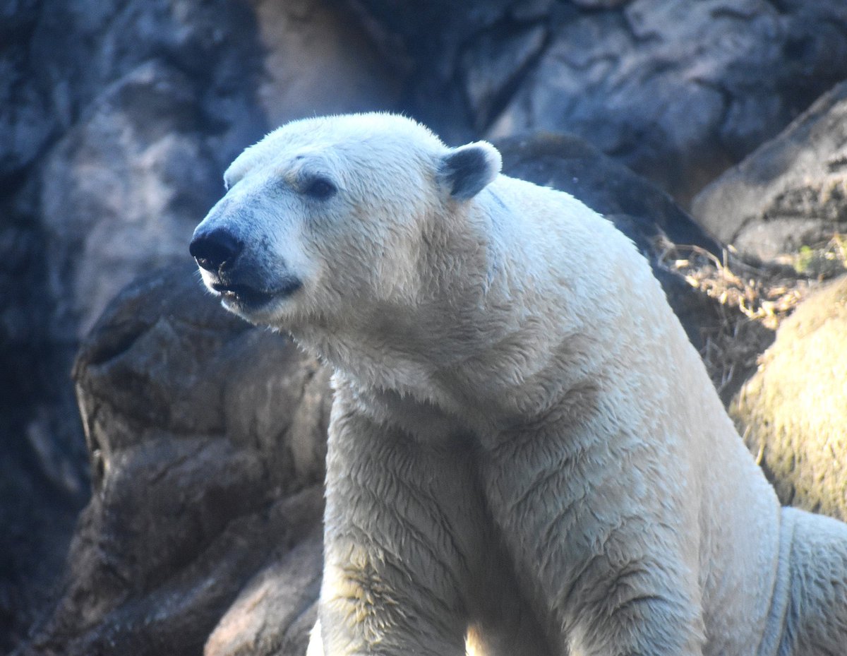 まろちゃん tweet media