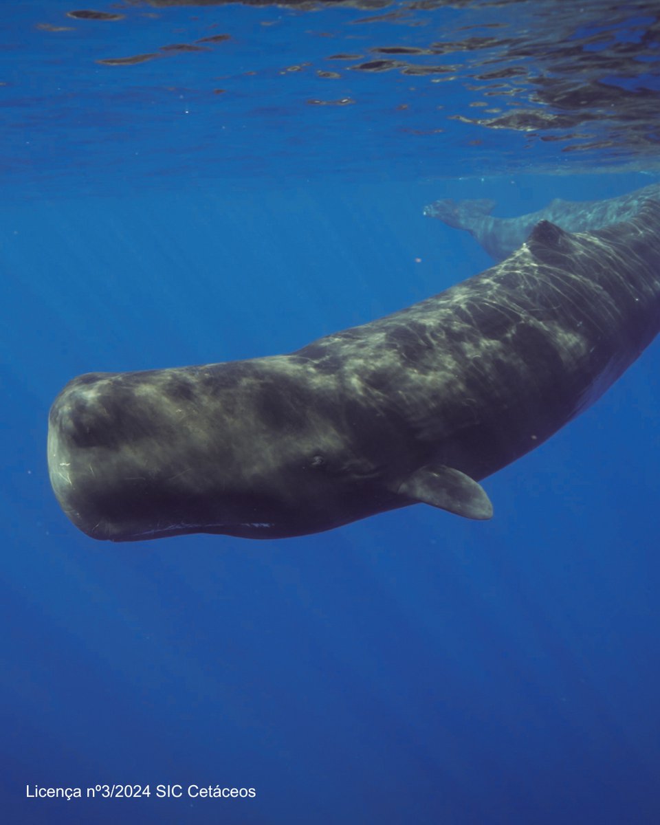 Changing Seas tweet media