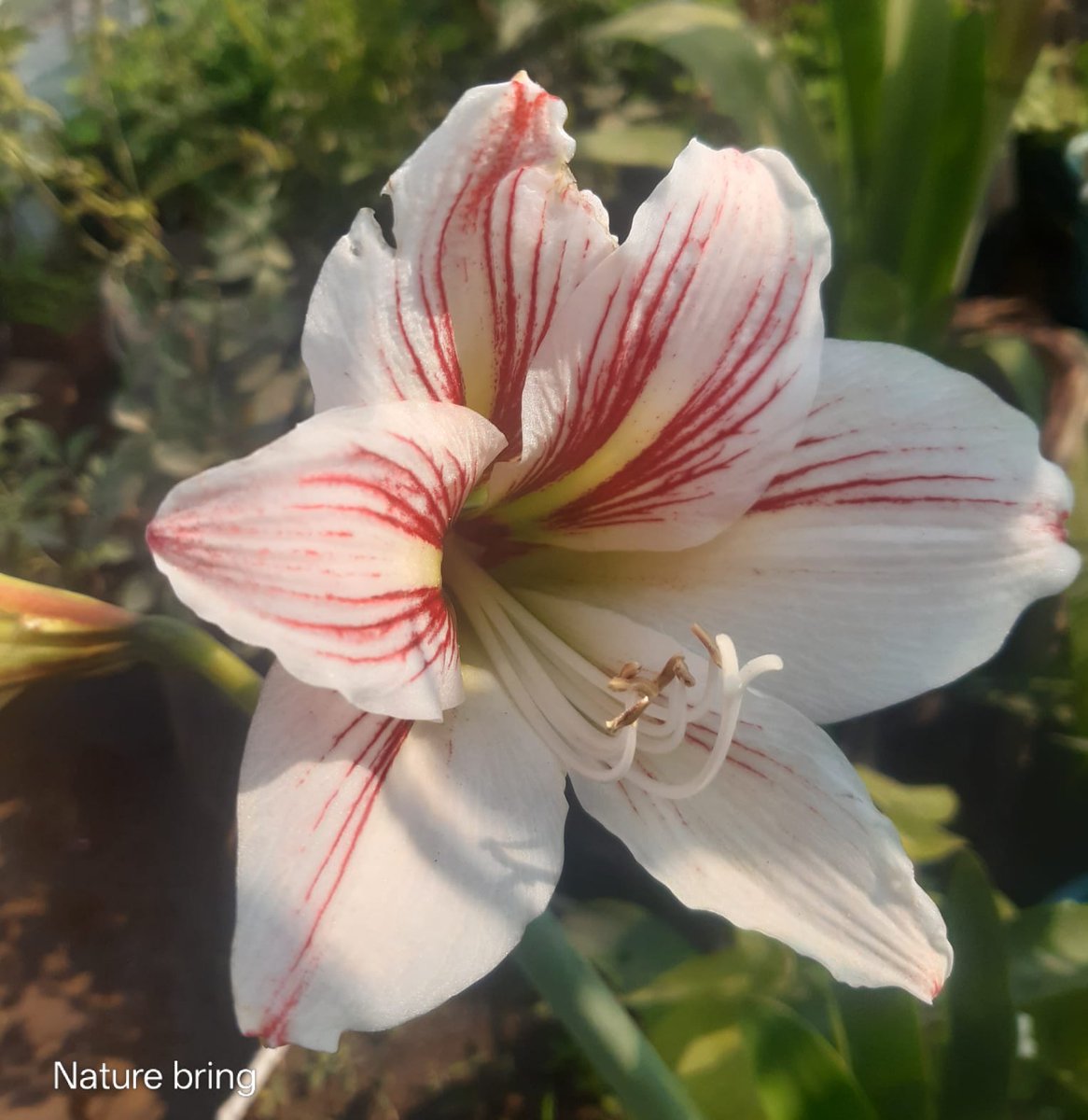 naturebring651's tweet photo. Amaryllis is the tender bulb brought from Brazil; this is the most attractive plant to indoors, especially in such weather when fall and cold and all the flowers in the garden stop blossoming....read...https://t.co/hlcMfGpvtJ
#Amaryllis  #growing #care #howtogrow https://t.co/pUVQnZH3xD