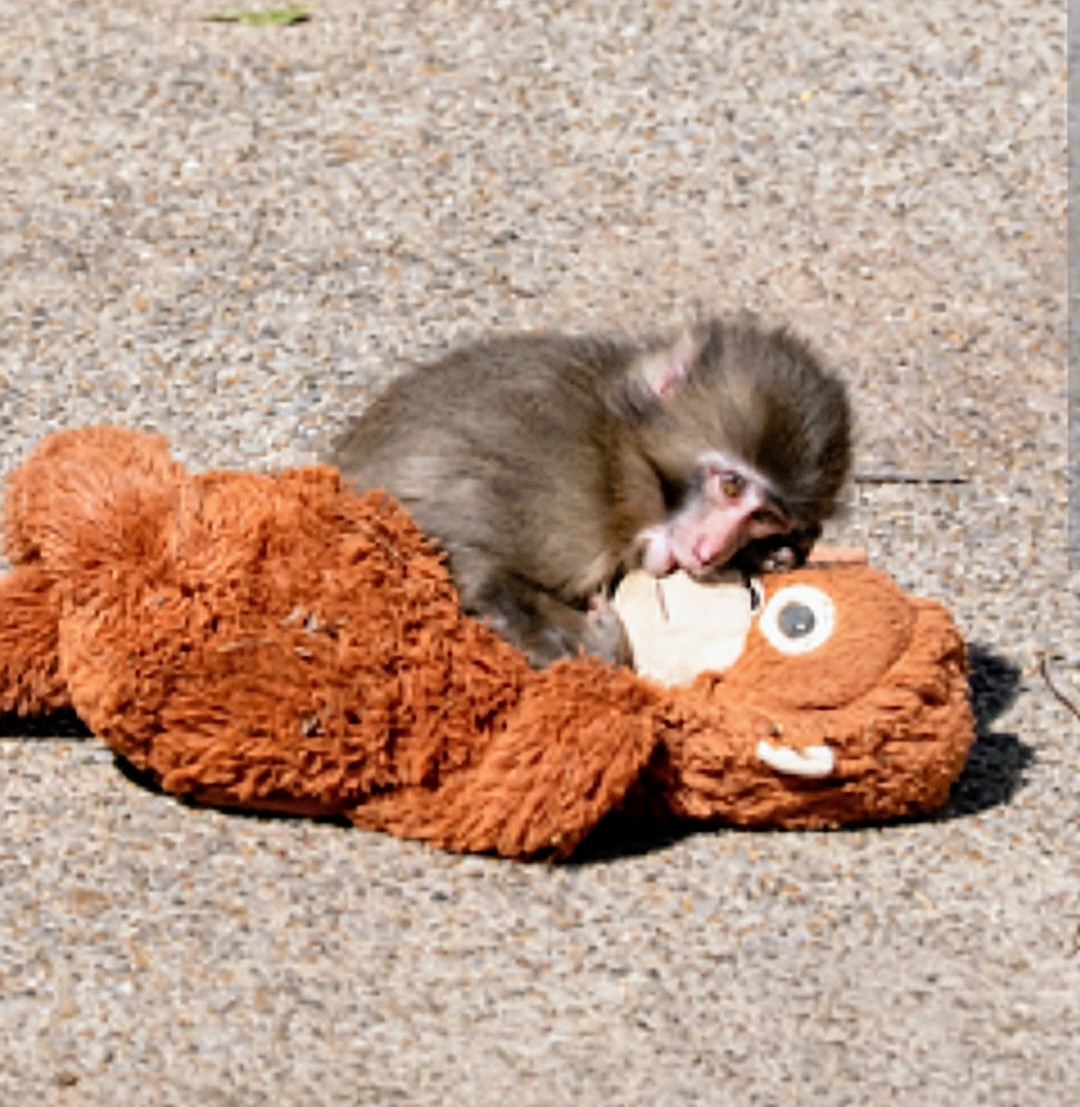 BrandesWellness's tweet image. If you could only inspire others with your health and wellness habits in the way that zoo's are inspired by punch the monkey. . . You may go places. . . 

Let's take a meeting. 

brandeswellness.com 

#PunchTheMonkey #wellness #health #diet #disciplined