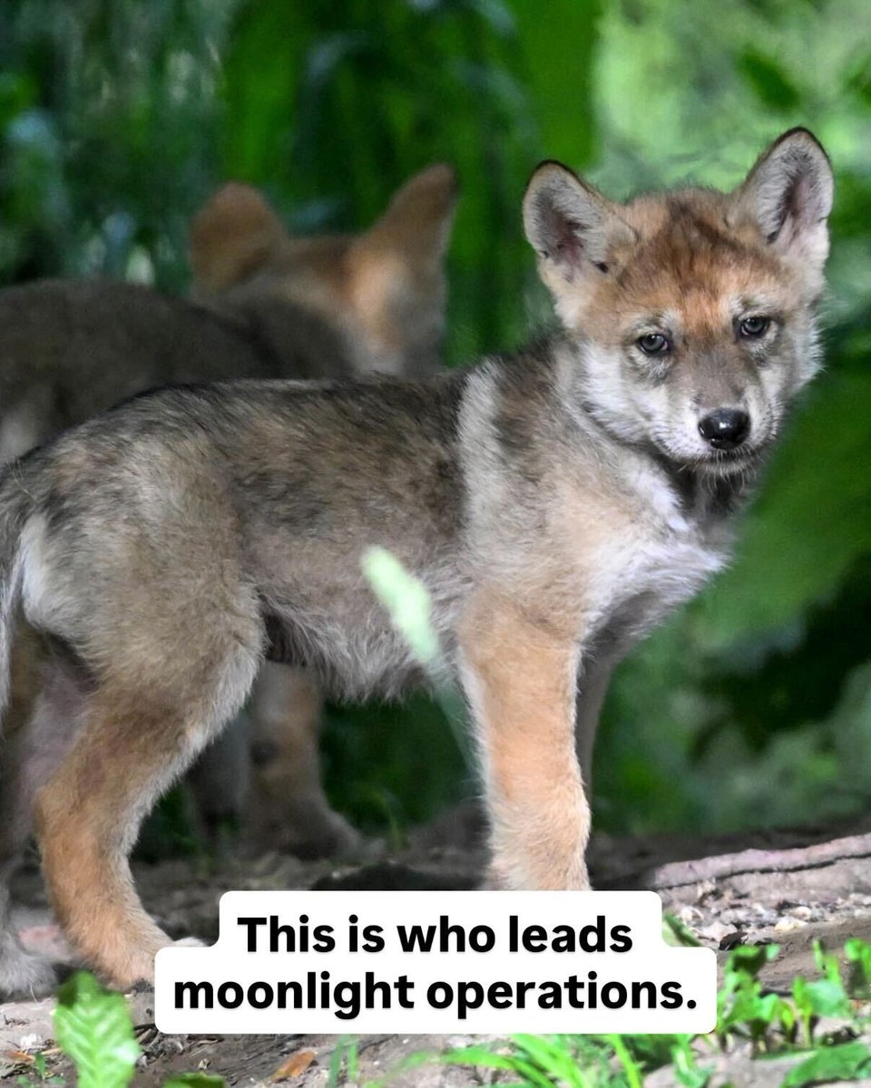 Brookfield Zoo Chicago tweet media