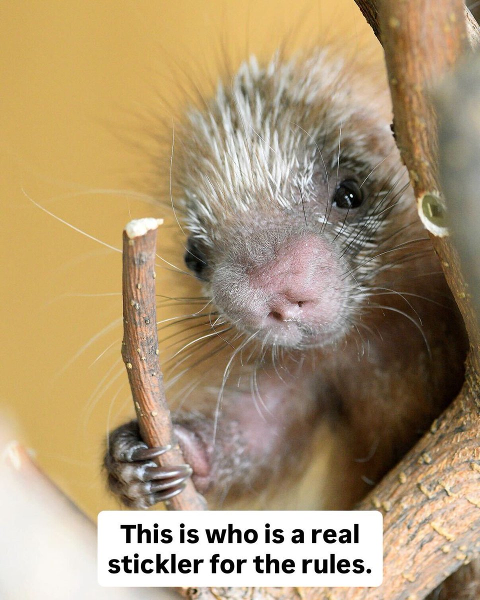 Brookfield Zoo Chicago tweet media