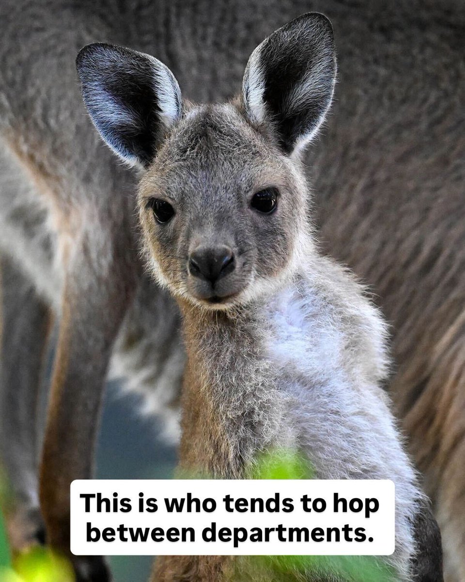 Brookfield Zoo Chicago tweet media