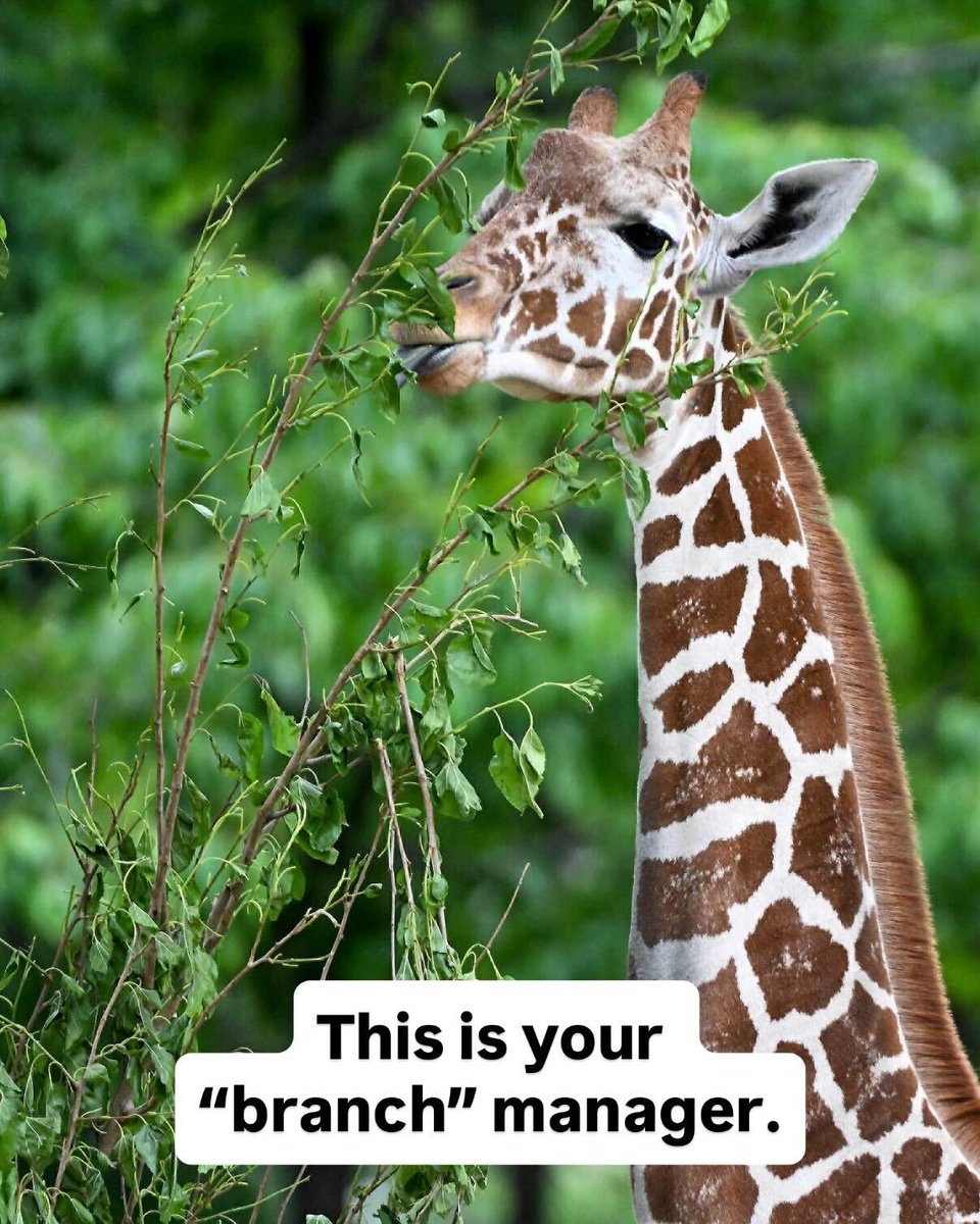 Brookfield Zoo Chicago tweet media