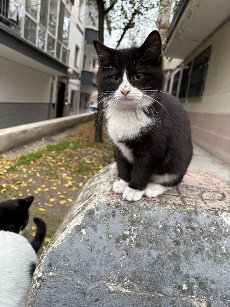 smokinlere aşığım