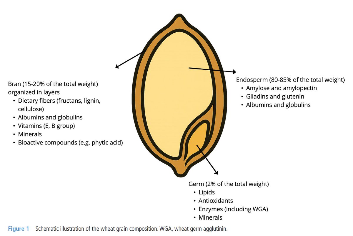 GI_NutritionFdn's tweet image. Bread is a common culprit of symptoms for some people, but avoiding it isn't always the answer

💡Other strategies than avoidance may help patients with #wheatsensitivity

✅ Non-coeliac gluten/wheat sensitivity overlaps with #IBS as it presents with shared intestinal and