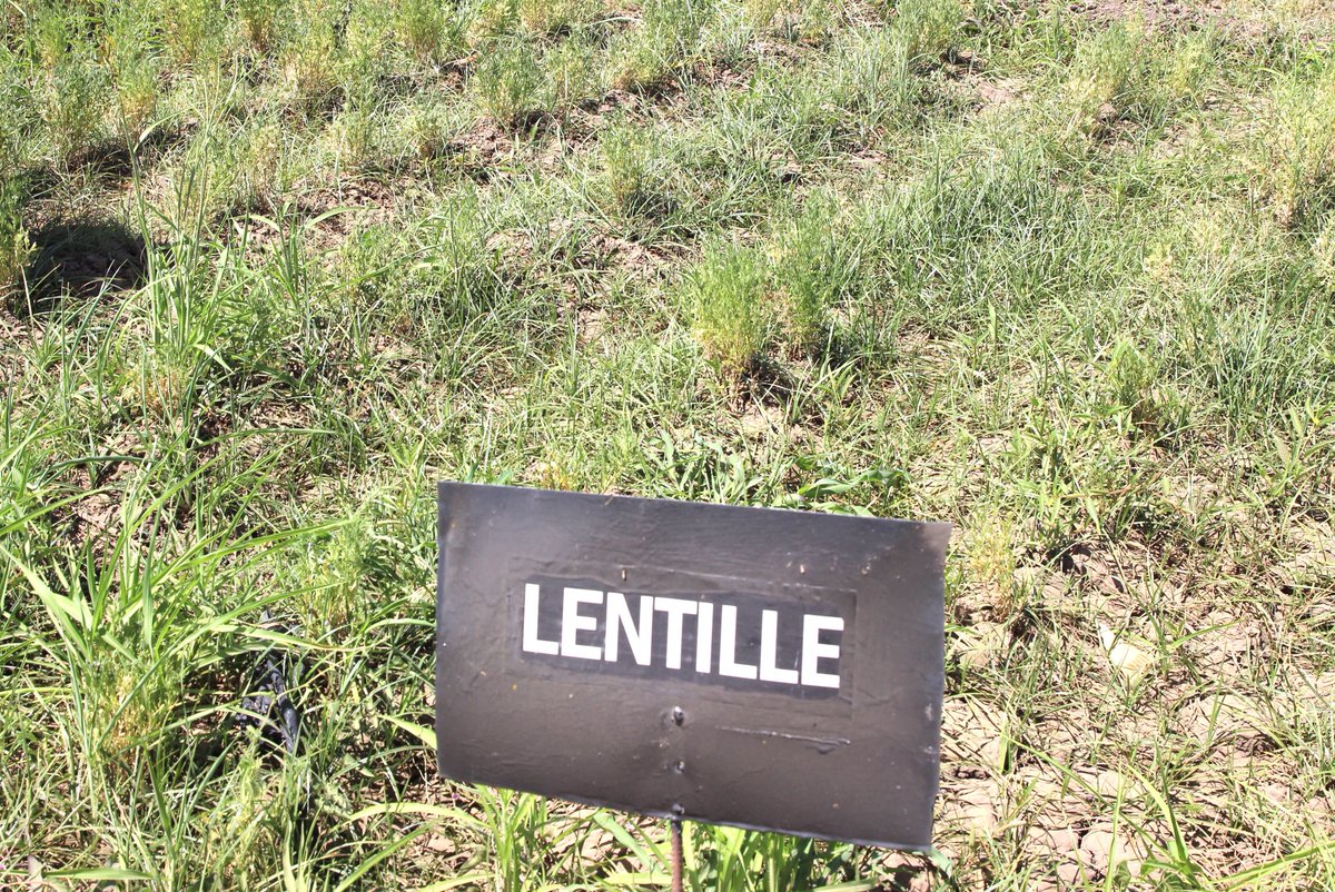 OnuTchad's tweet image. 🇹🇩 Accélérer les #ODD au #Tchad, c’est investir dans ceux qui nourrissent la nation.
Le #RC @fbatalingaya et les Rep du @PNUD_Tchad &amp;amp; @FaoTchad ont visité la ferme Zara Agro à Douguia pour soutenir l’innovation, la résilience climatique et l’emploi des jeunes dans l’agrobusiness.