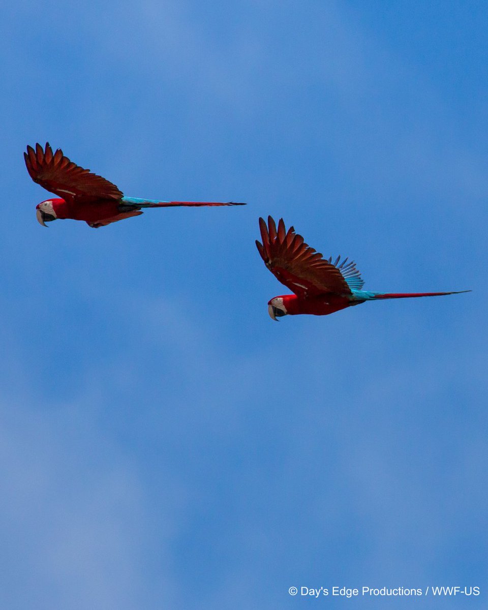 WWF Perú tweet media