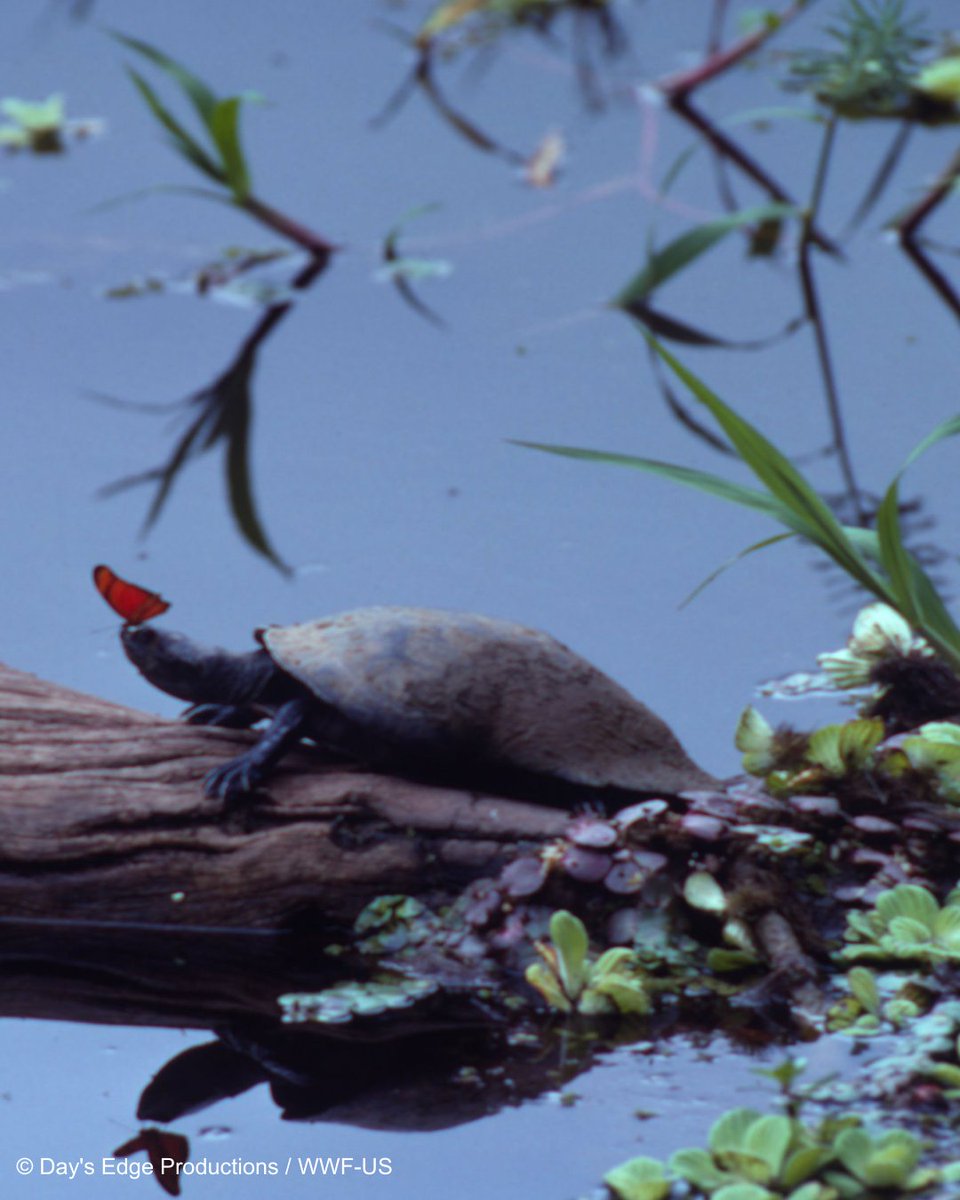 WWF Perú tweet media