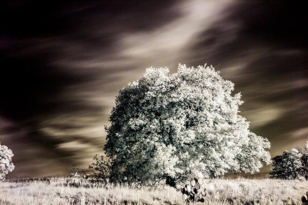 Iram Ortega 👁 tweet media