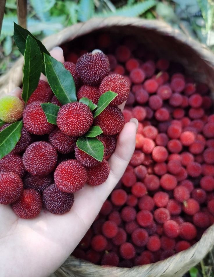 What is it called in your language?