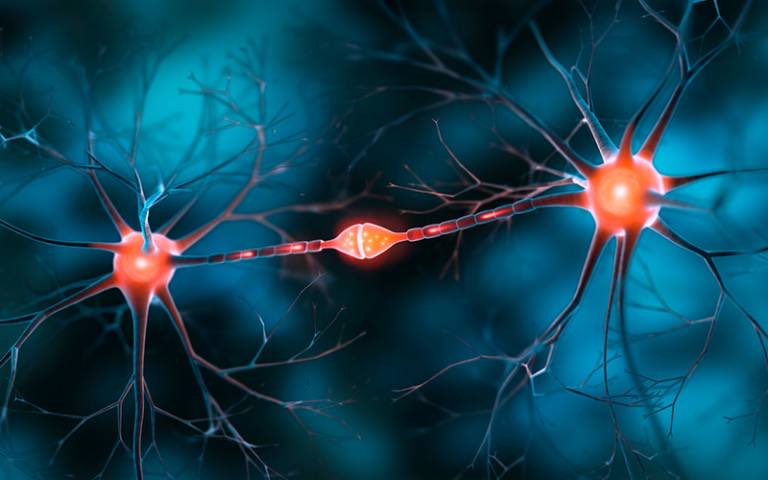 thedarshakrana's tweet photo. The most dangerous thing you do every day has nothing to do with your habits. 

It has everything to do with your default thoughts.

Every thought you repeat lays down myelin, a fatty sheath that wraps around neural pathways and makes them fire faster, stronger, and more automatically with each repetition. Your brain is not a fixed organ running on inherited software. It is wet clay that hardens around whatever you practice, including thoughts you never consciously chose to practice.

Most people completely miss the mechanism. They think rewiring the brain requires meditation retreats, therapy breakthroughs, or some dramatic emotional event. 

But your nervous system doesn’t wait for special occasions. It is myelinating right now, wrapping insulation around whatever neural loops you’ve been running on repeat for the past decade. The anxiety spiral you return to every night. The self doubt that fires before you speak in a room. The background hum of inadequacy you’ve normalized as personality.

Those are easily misunderstood as feelings. But, those are infrastructure.

Hebbian theory states that neurons that fire together wire together. Repeat any mental pattern enough times and your brain stops treating it as a choice and starts treating it as a default. What began as a conscious thought becomes a conditioned reflex. What began as a conditioned reflex becomes identity.

The brutal irony is that most people spend enormous energy fighting their patterns at the level of willpower, which is like trying to reroute a highway by standing in traffic. The pathway already exists. Fighting it activates it. Repetition of a competing pattern is the only mechanism that actually works because the brain allocates myelin based on frequency of use, not on intention or desire.

You don’t think your way out of a wired pattern. 

You outrepeat it.