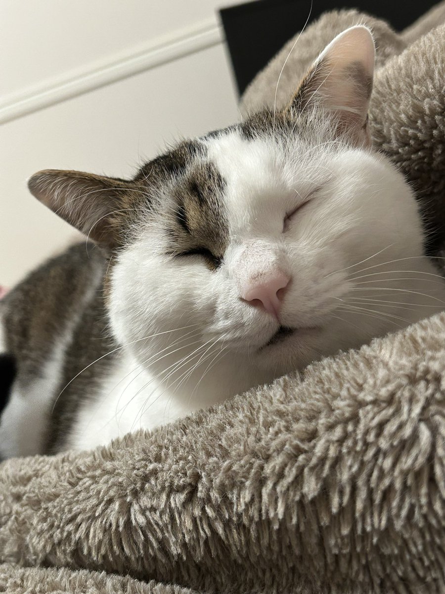 はちわれい tweet media