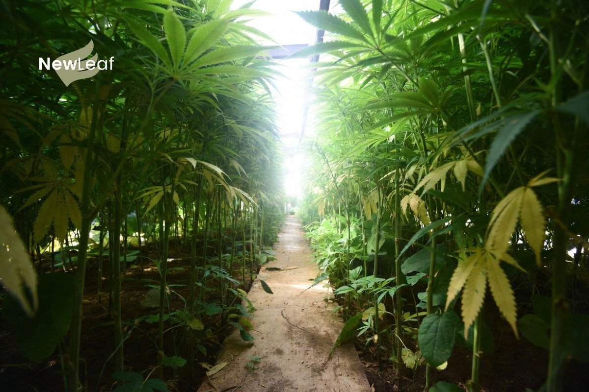 RELIEVA by New Leaf Finance tweet media