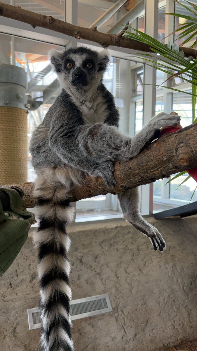 The Valley Zoo Development Society tweet media