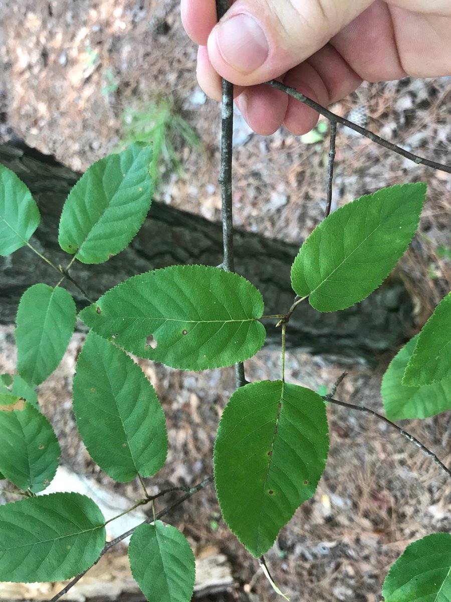 South Carolina Forestry Commission tweet media