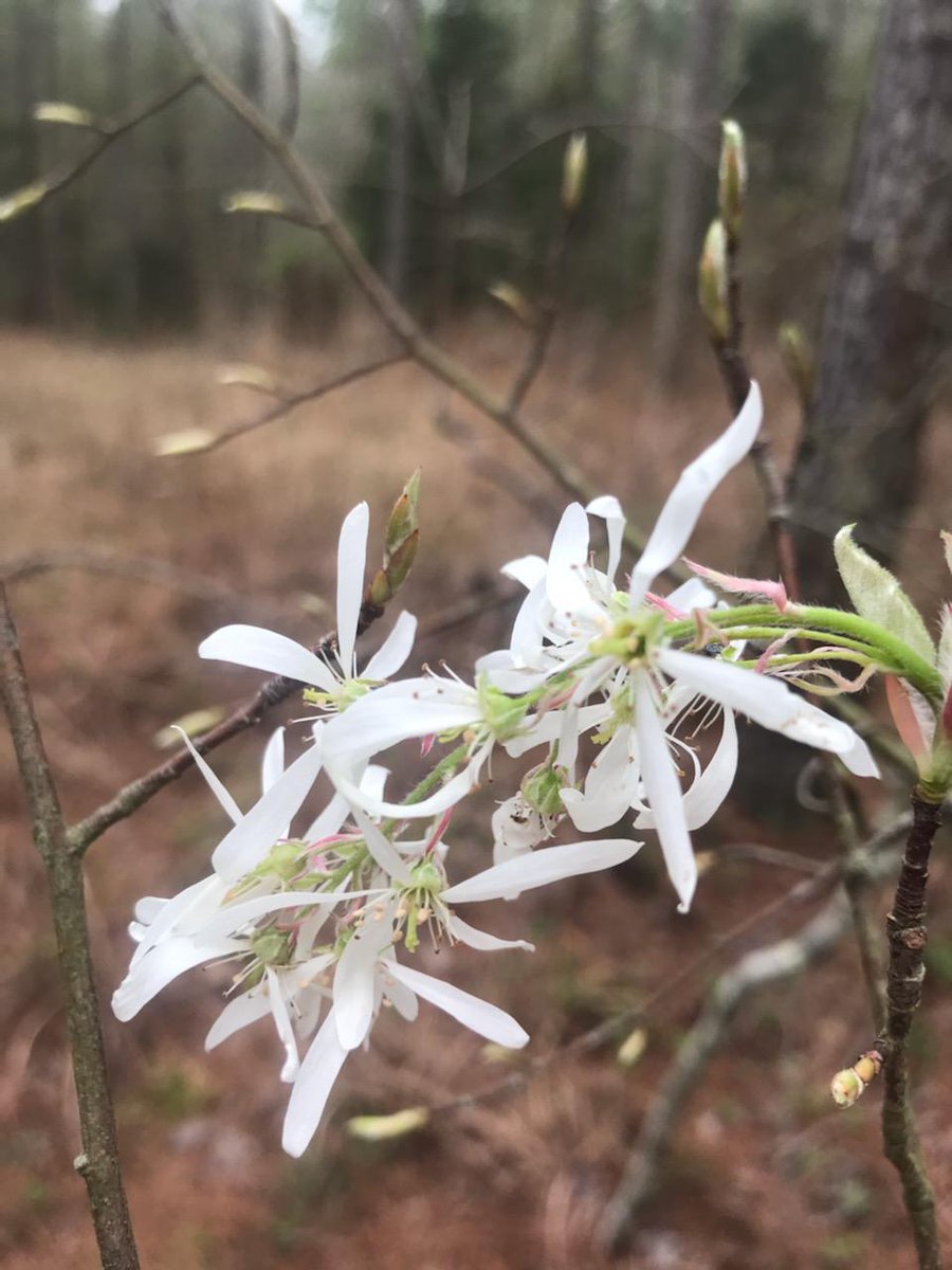 South Carolina Forestry Commission tweet media