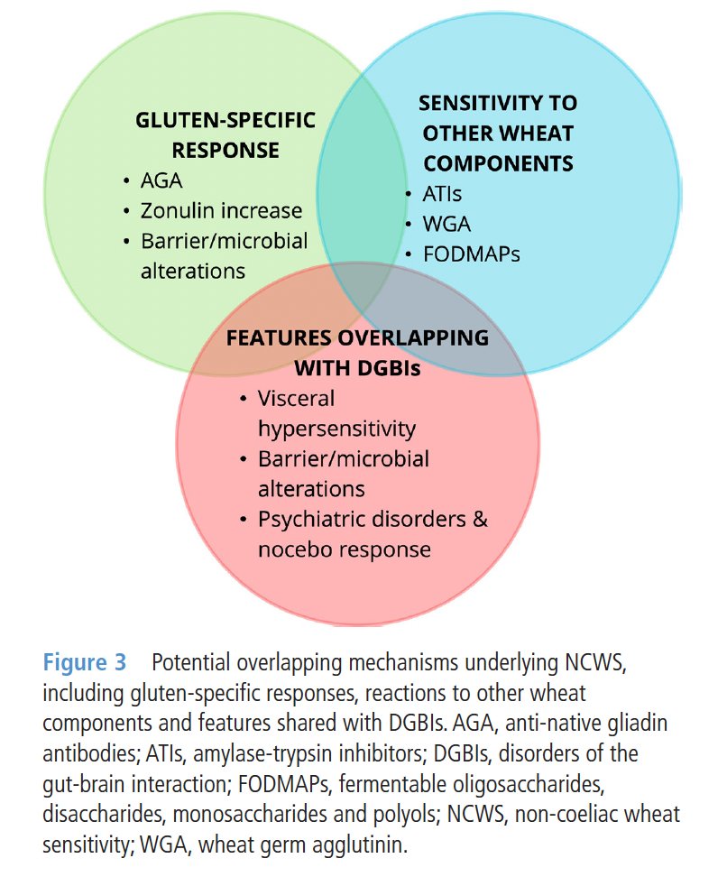 GI_NutritionFdn's tweet image. Bread is a common culprit of symptoms for some people, but avoiding it isn't always the answer

💡Other strategies than avoidance may help patients with #wheatsensitivity

✅ Non-coeliac gluten/wheat sensitivity overlaps with #IBS as it presents with shared intestinal and