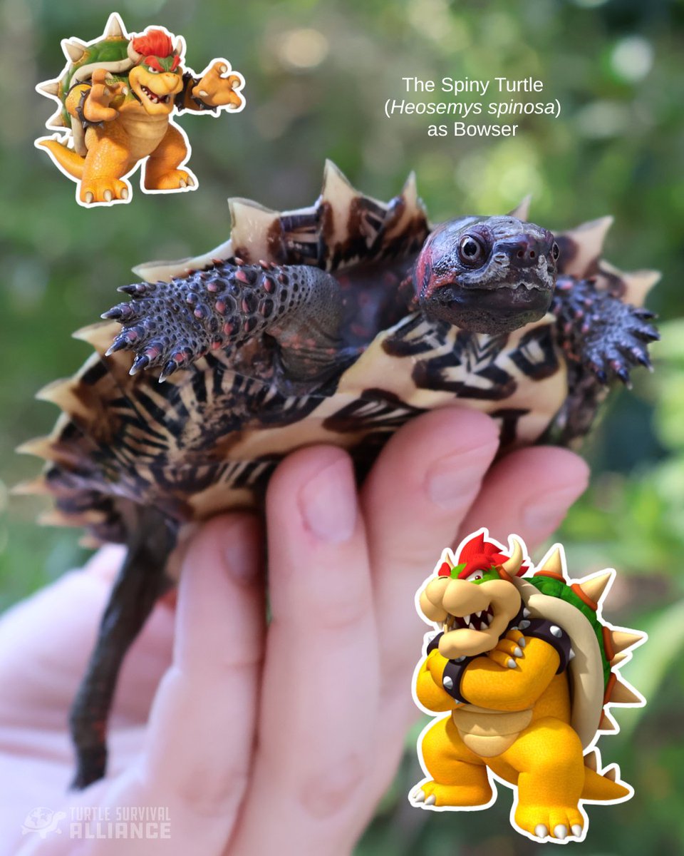 Turtle Survival Alliance tweet media