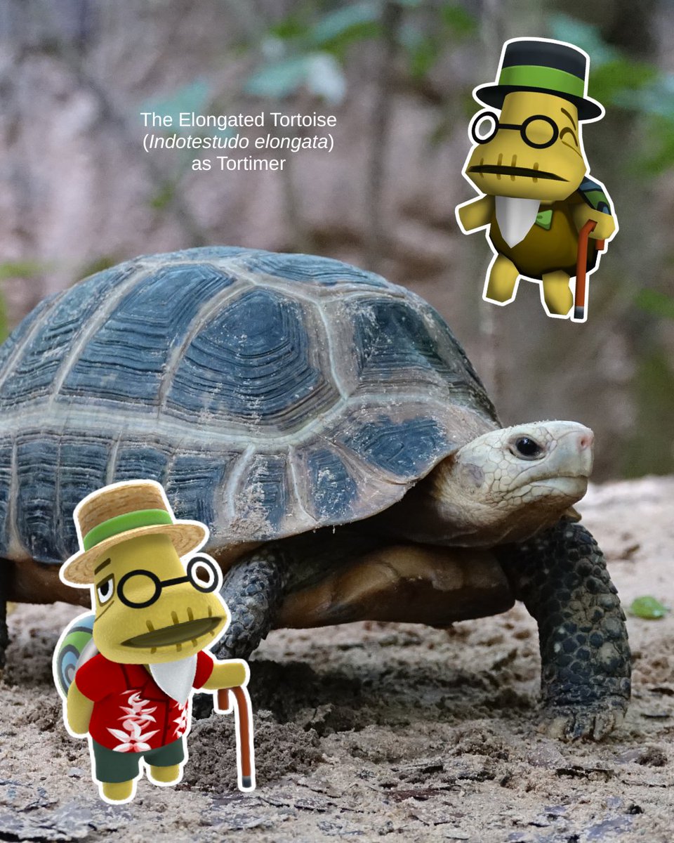 Turtle Survival Alliance tweet media