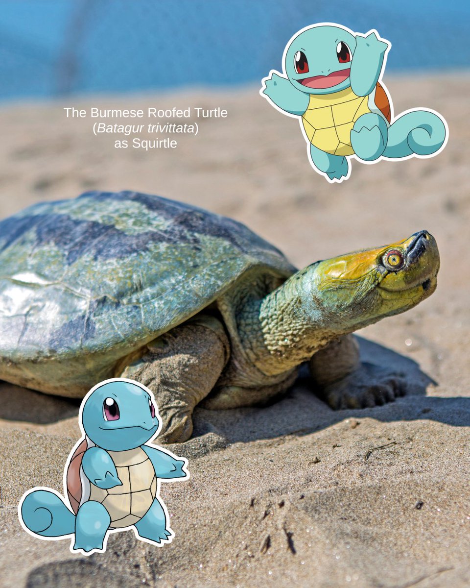 Turtle Survival Alliance tweet media