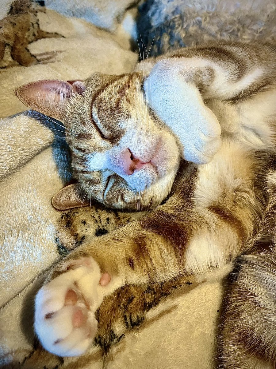 Malcolm & Baby Dog tweet media