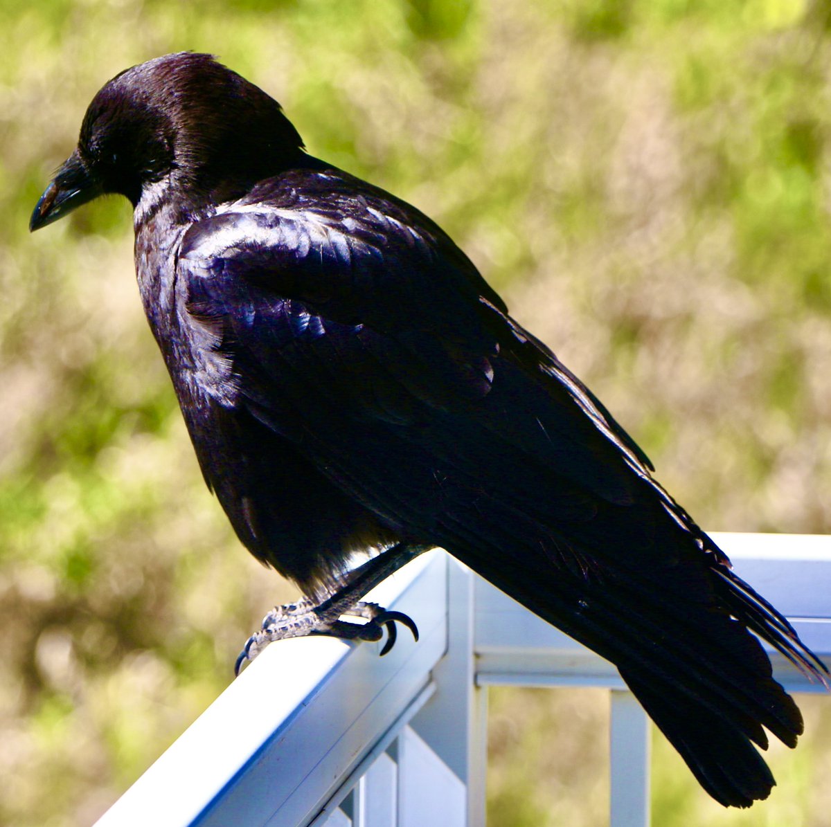 Marie De Roy tweet media