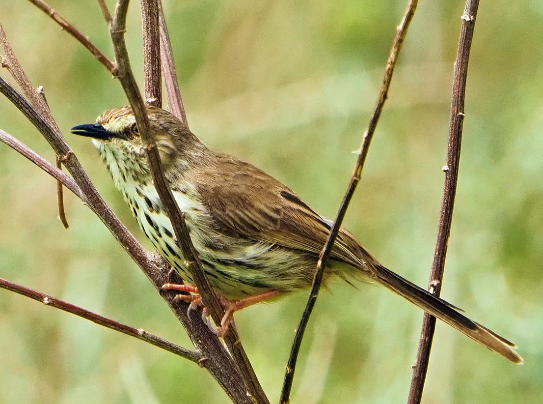 Brian E.Carruthers tweet media