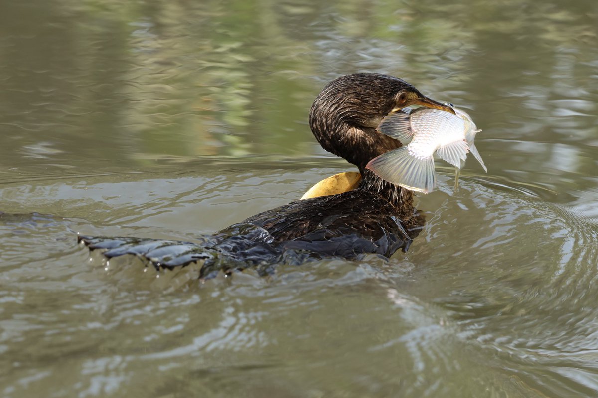 Steve Hubbard tweet media