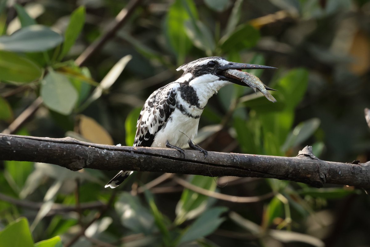 Steve Hubbard tweet media