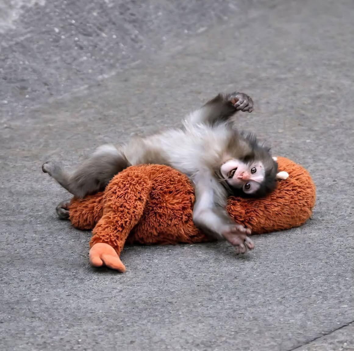 Human Owned by Cat 😺 tweet media