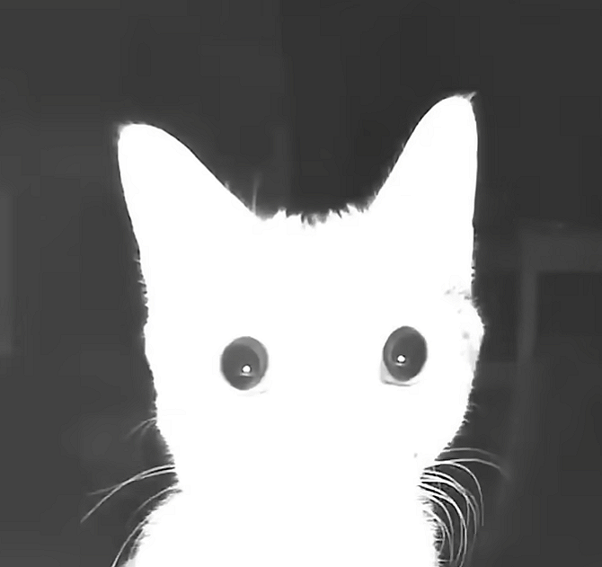 pepeshka 🌅 tweet media