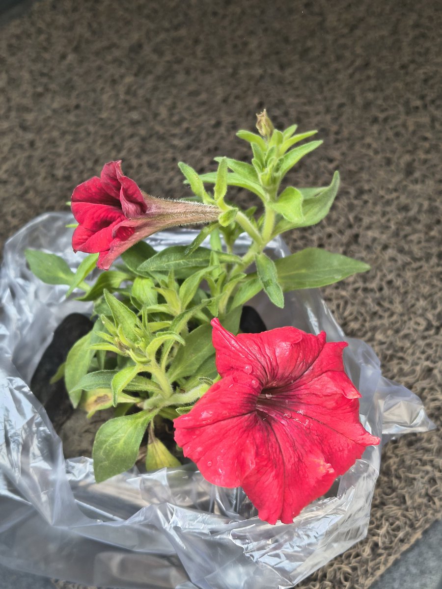 CHOTA CHUHA (EVOLVED) tweet media