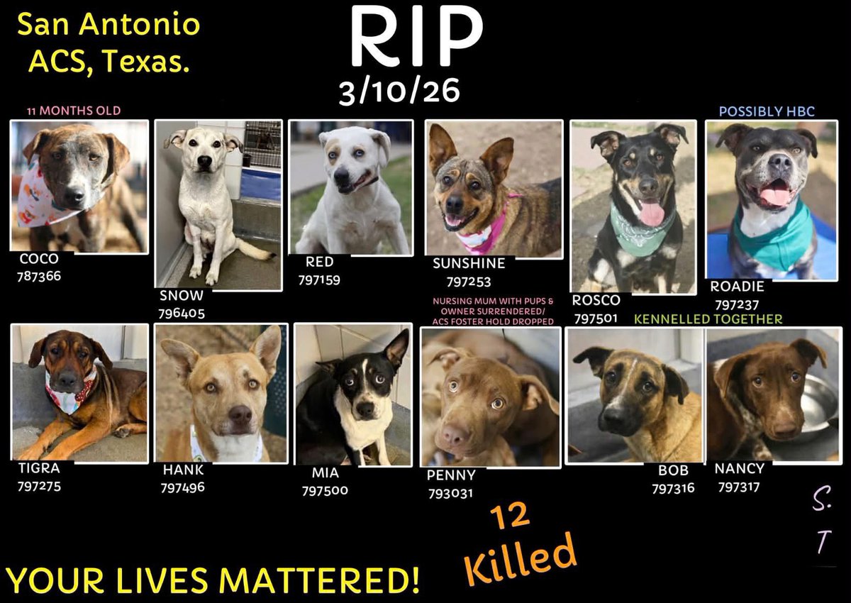 🌈🌈 Red was murdered today 3.10 by San Antonio ACS 💔💔😭😭🤮🤮🤬🤬

I don’t know what kind of intake could justice the killing of all these angels. 
May you rest in peace sweet, stunning girl🌈🕊️

#A797159