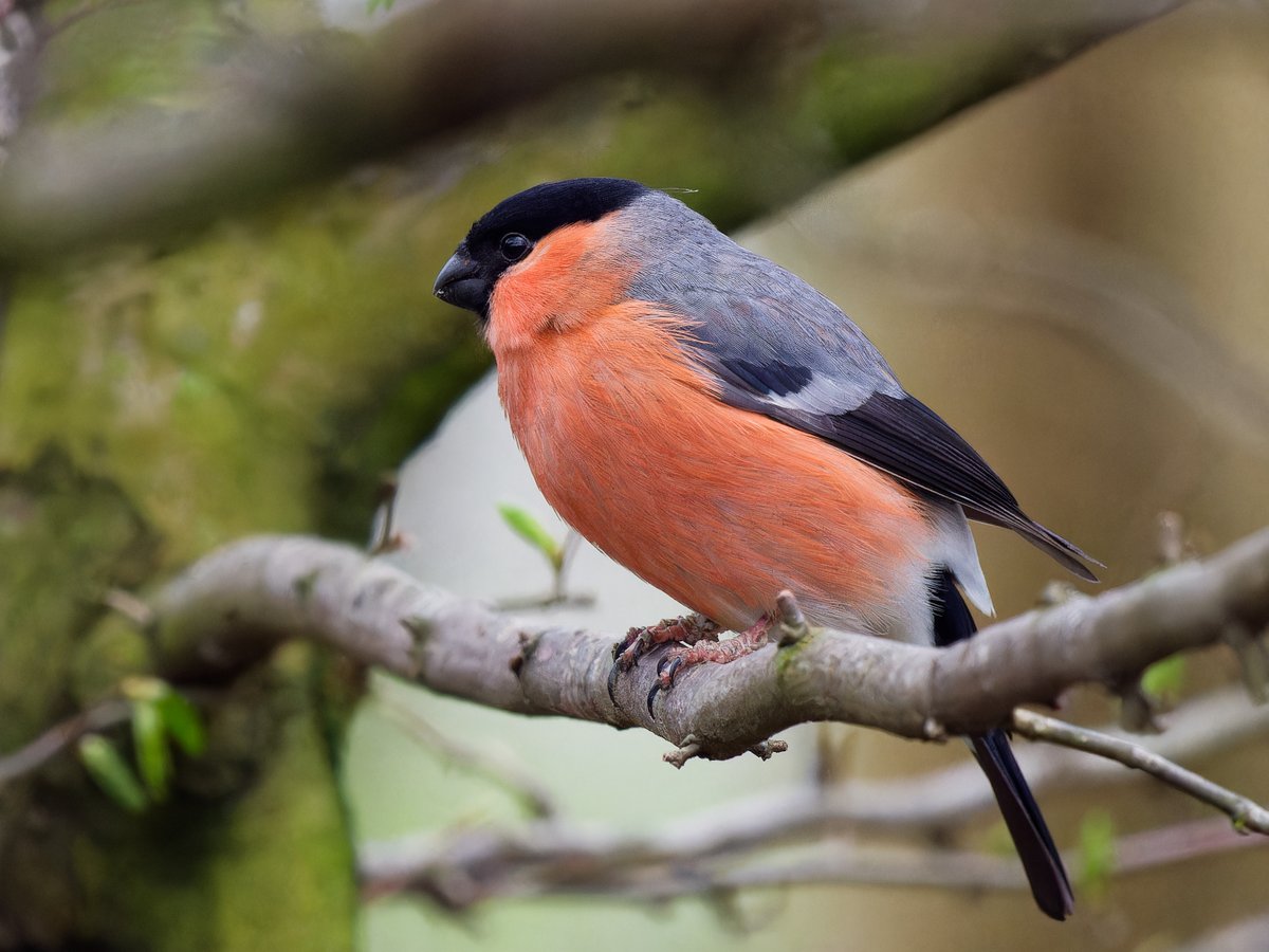 Michael Sanders tweet media