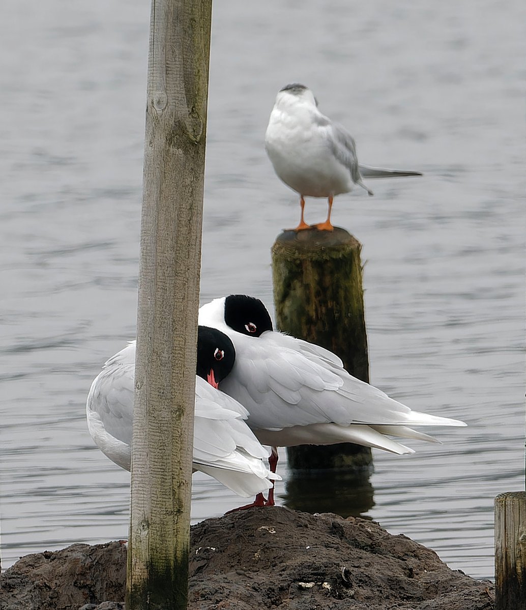 Mark Dowie tweet media