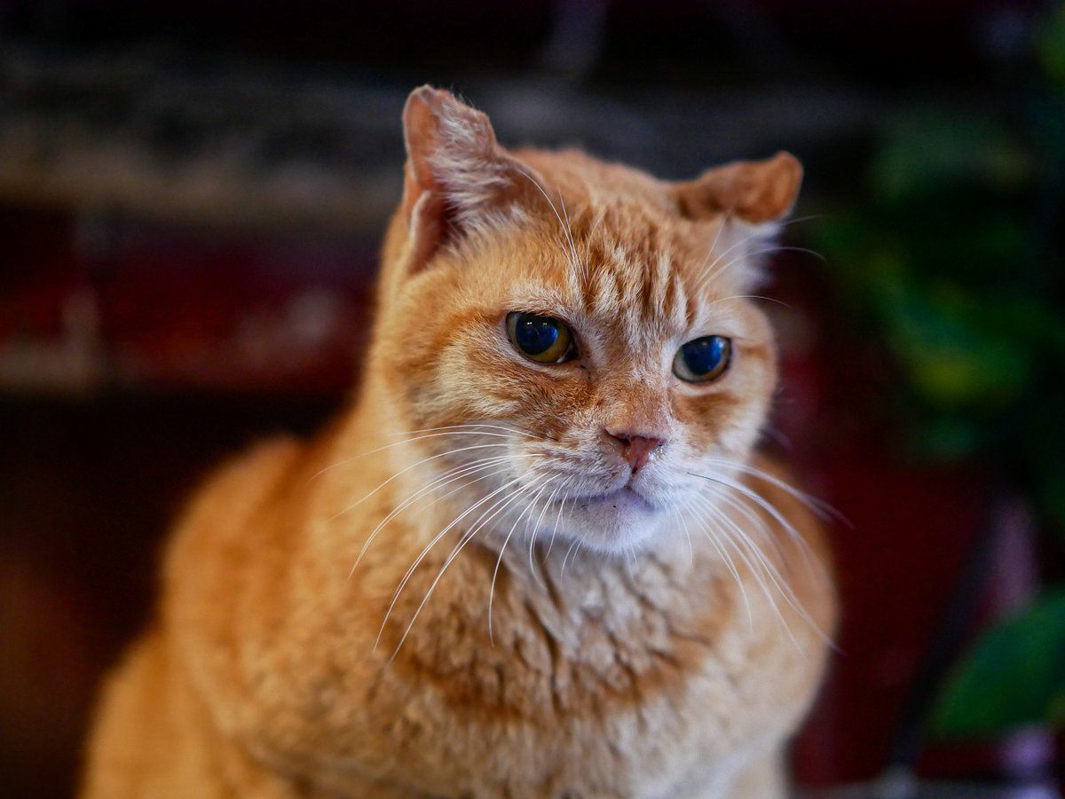 イツカノドコカ tweet media