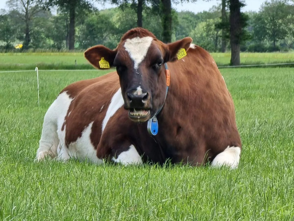 Geertjan Kloosterboer tweet media