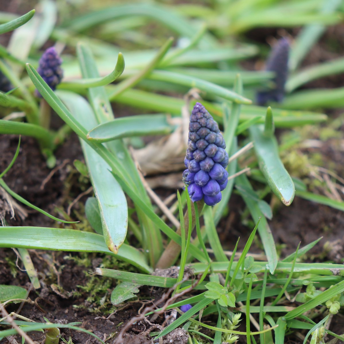 Newbridge Tidy Towns Association #DroicheadNua tweet media