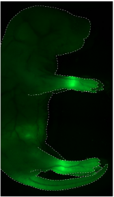 Society for Developmental Biology tweet media
