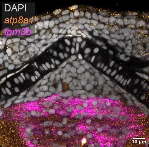 Society for Developmental Biology tweet media