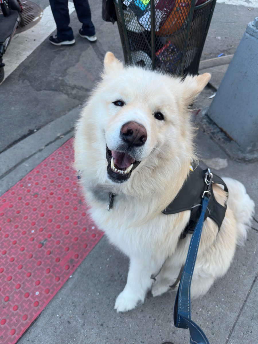 Shaw (spirit/acc) tweet media