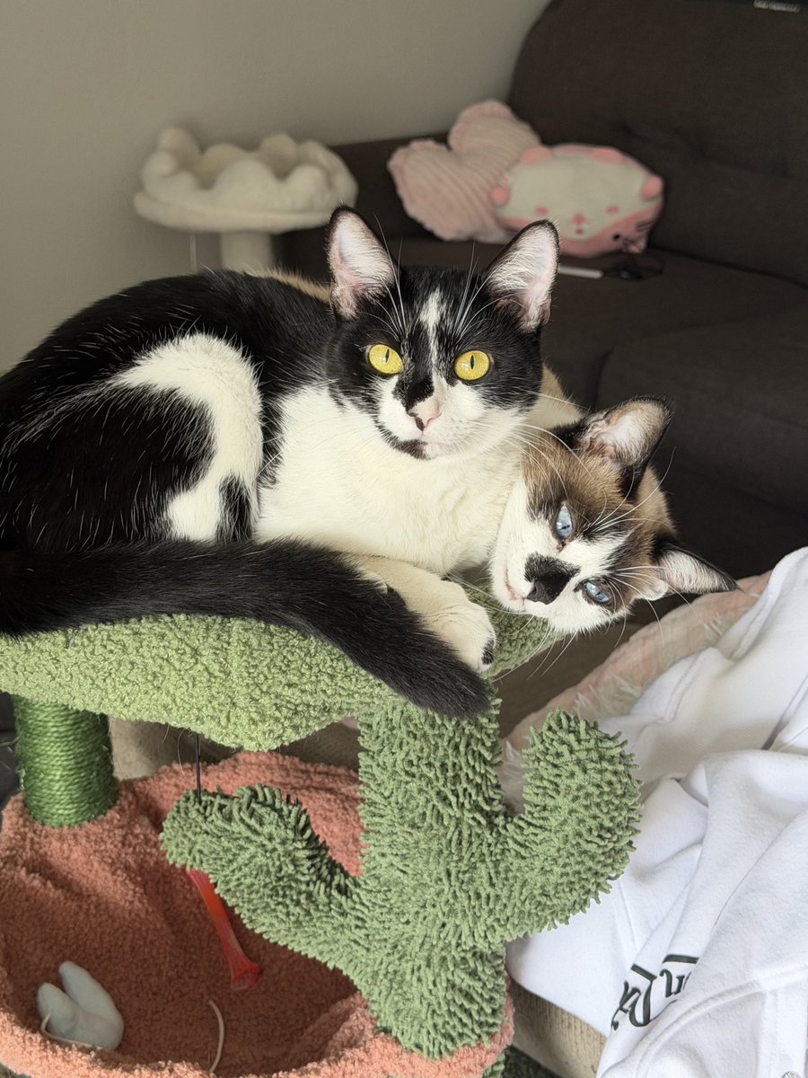 ⋆ ˚｡⋆୨♡୧⋆ ˚｡⋆ tweet media