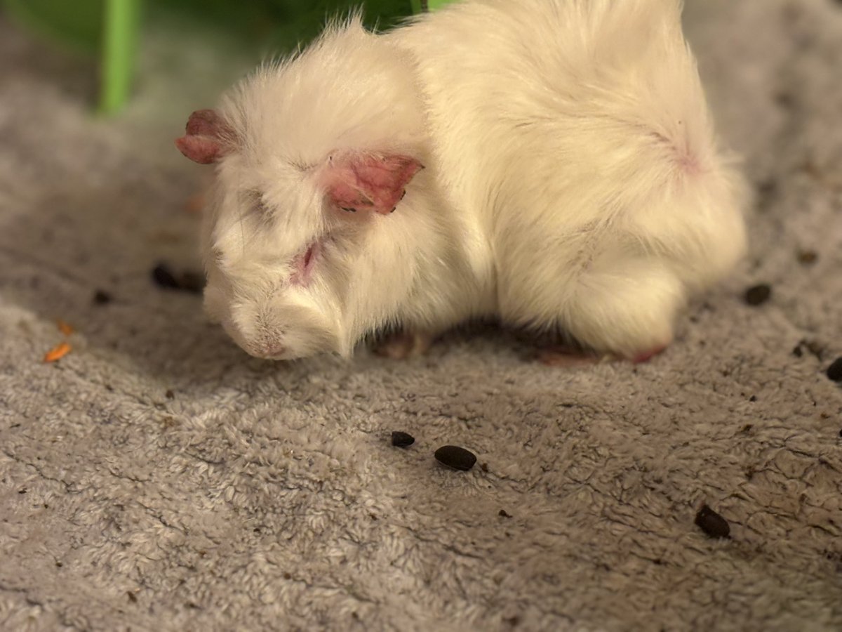 La Maison Des Chons 💪🦀 tweet media