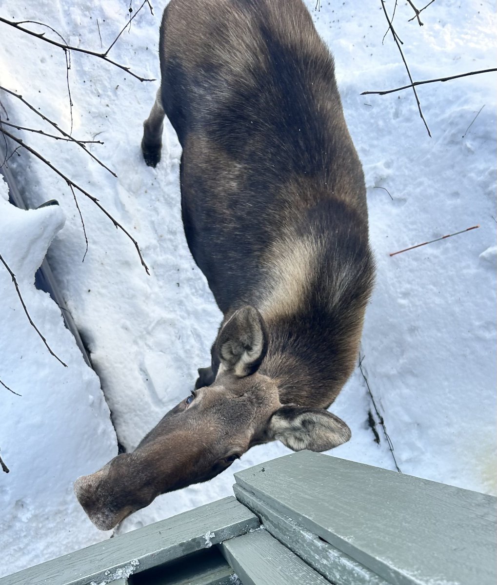 Phenrir 𓃝 tweet media