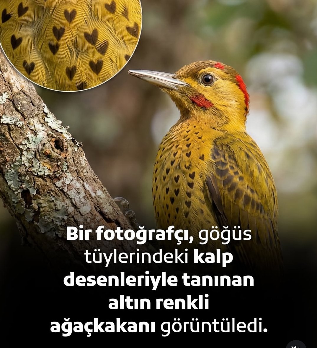 Haletihissiyat's tweet photo. “O ki, yarattığı her şeyi güzel yarattı.”

 Secde - 7 https://t.co/fo9tYljP8b