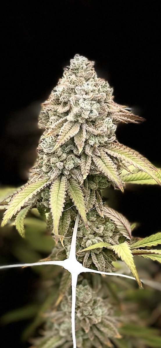 chance_sauce's tweet photo. $POTIFY 🍃
Final observation before the cut.
Weeks of structure, signals, and patience led to this moment.
The cycle completes today.
Watch the plants grow.
Watch the chart grow.
Seed → Soil → Solana 🚀
Real grow. Real updates. Real transparency.
#POTIFY #Solana https://t.co/ZK9IEBHvoY